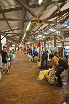 Cooinbil Shearing 038653  © Claire Parks Photography